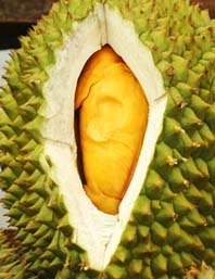 durian seed